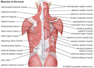 Back muscles